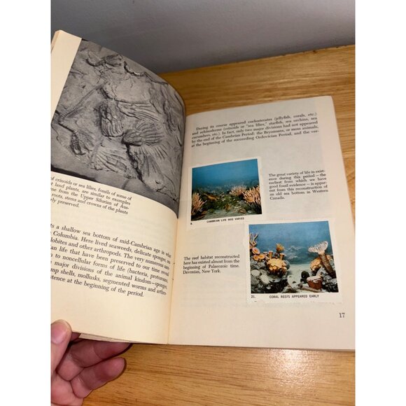 Prehistoric Life Bryan Patterson 1965 National Audubon Society Nature Program - Picture 8 of 10